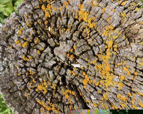 Naturheilpraxis Leffers Bonn